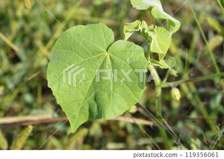 Velvetleaf, Velvetleaf, 119356061