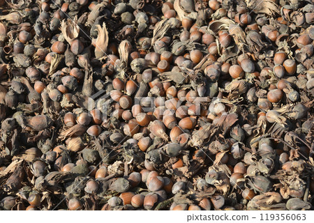 Harvested hazelnuts Harvested hazelnuts 119356063