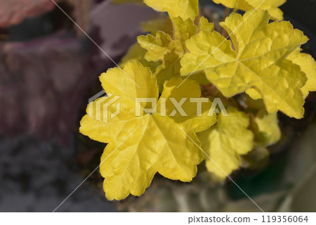 Coral Bells World Caffe Romano 119356064