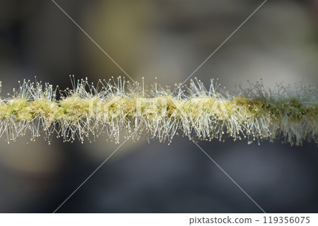 Sweet chestnut Marsol Sweet chestnut Marsol 119356075