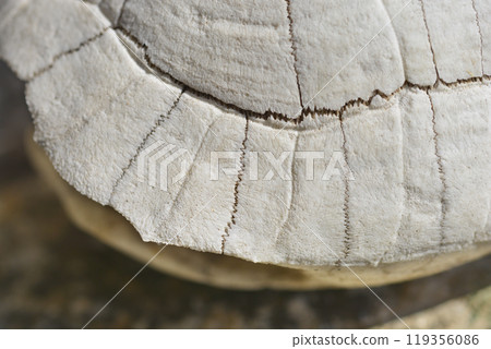 Mediterranean tortoise shell 119356086