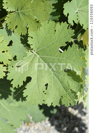 Plume poppy Plume poppy 119356093