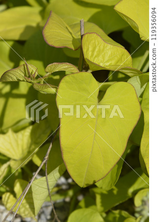 Sweet potato 119356094