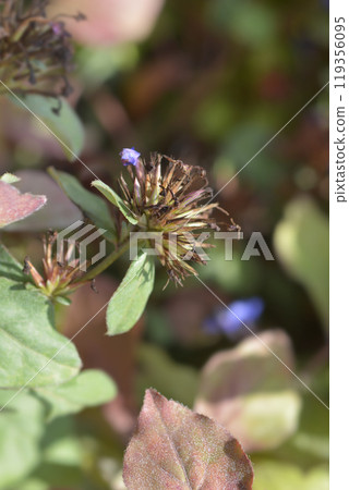 Blue Leadwort 119356095