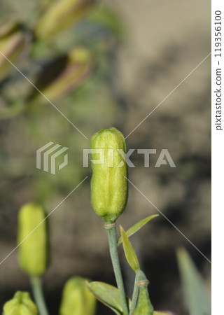 Rosthorns lily 119356100