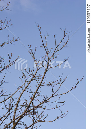 Common horse chestnut Common horse chestnut 119357307