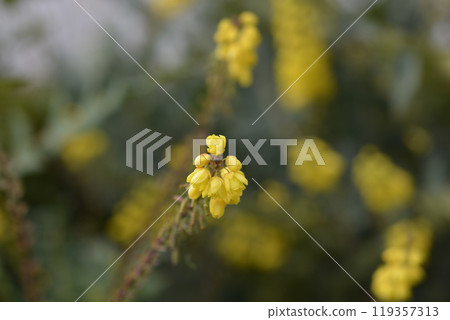 Oregon grape 119357313