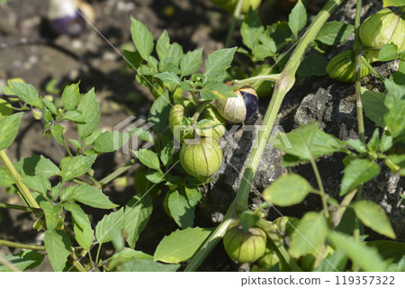Tomatillo 119357322