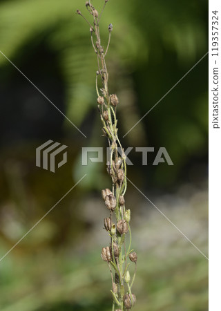 Gentian speedwell 119357324