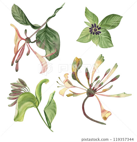 Buds of the climbing plant cobaea in green, pink, lilac shades. A set of flowers is hand-painted with watercolors on a white background. For the design of postcards, invitations, wedding printing 119357344
