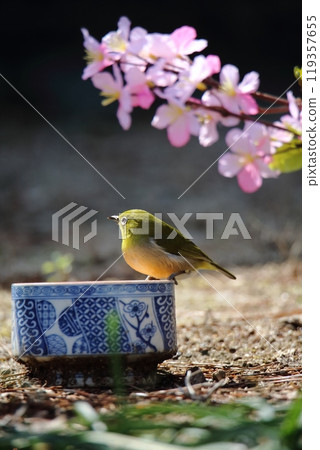 A white-eye flew into the garden. 119357655