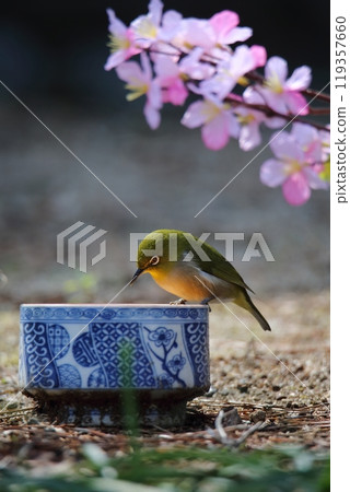 A white-eye flew into the garden. A white-eye flew into the garden. 119357660