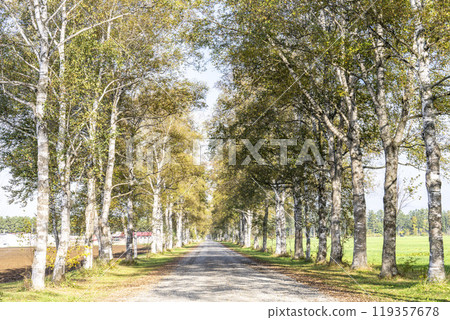 秋天的十勝牧場，白樺林蔭道，北海道音更町 119357678