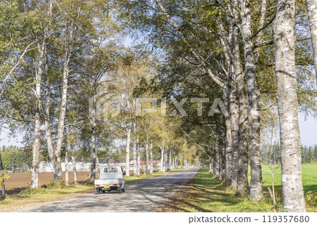 陽光明媚的秋天十勝牧場、白樺樹成蔭的道路和輕型卡車，北海道音更町 119357680