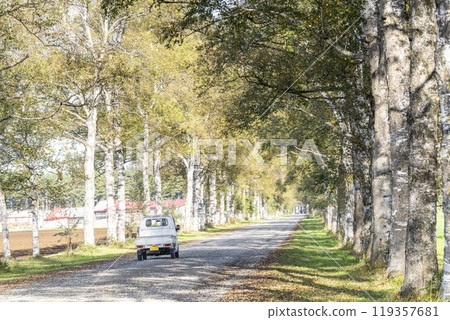 Tokachi Ranch on a clear autumn day: Birch-lined road and light trucks, Otofuke Town, Hokkaido Tokachi Ranch on a clear autumn day: Birch-lined road and light trucks, Otofuke Town, Hokkaido 119357681