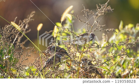 Sparrows eating grass seeds in autumn Sparrows eating grass seeds in autumn 119358028