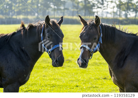 Thoroughbred breeding farm, racehorses, two friendly horses, Hokkaido 119358129