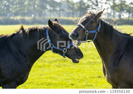Thoroughbred breeding farm, racehorses, two friendly horses, Hokkaido 119358130