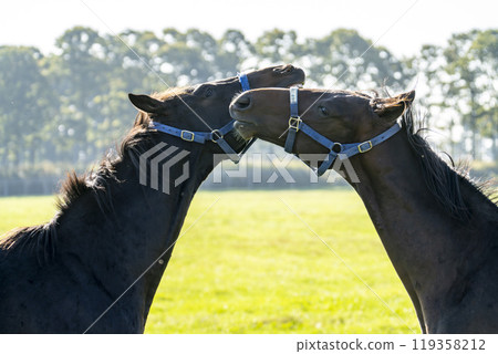 Thoroughbred breeding farm, racehorses, two friendly horses, Hokkaido Thoroughbred breeding farm, racehorses, two friendly horses, Hokkaido 119358212