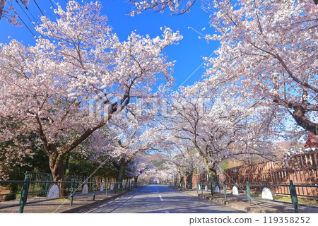 [Saitama Prefecture] Nagatoro's cherry blossom tunnel on a clear day 119358252