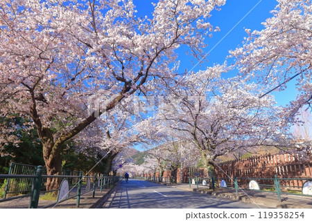 [埼玉縣]長瀞櫻花隧道的晴空 119358254