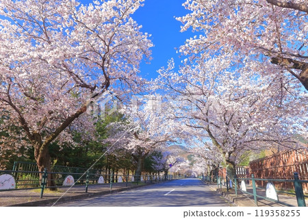 [Saitama Prefecture] Nagatoro's cherry blossom tunnel on a clear day 119358255