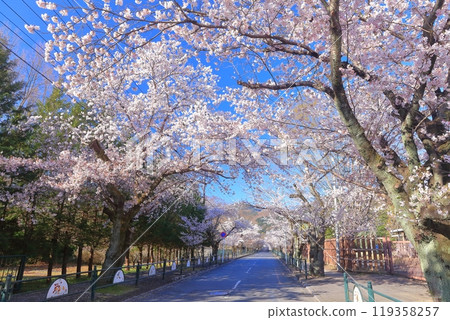 [埼玉縣]長瀞櫻花隧道的晴空 119358257