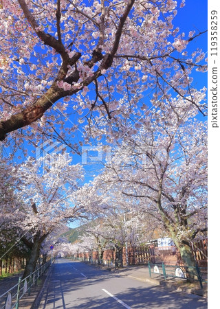 [Saitama Prefecture] Nagatoro's cherry blossom tunnel on a clear day 119358259