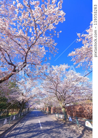 [Saitama Prefecture] Nagatoro's cherry blossom tunnel on a clear day 119358263