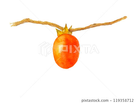 Persimmon painted in watercolor [hand-drawn] White background Transparent background Copy space available 119358712