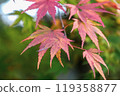 A Japanese maple tree starting to turn red 119358877