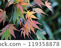 A Japanese maple tree starting to turn red 119358878