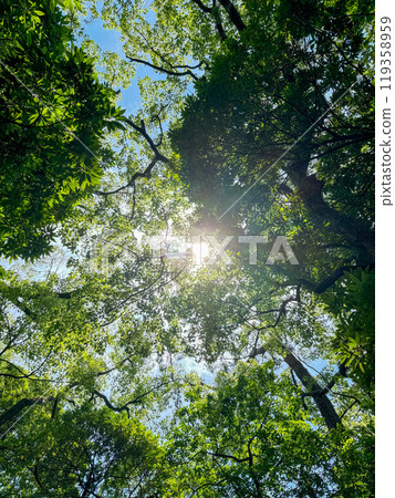 Sunny day with sunlight filtering through the trees 119358959