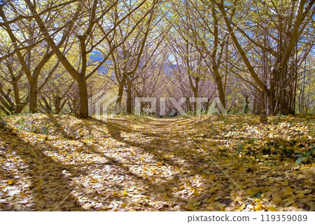 Ginkgo Garden Ginkgo Garden 119359089