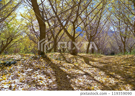 Ginkgo Garden Ginkgo Garden 119359090