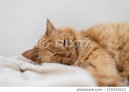 Brown tabby cat relaxing in the room 119359222