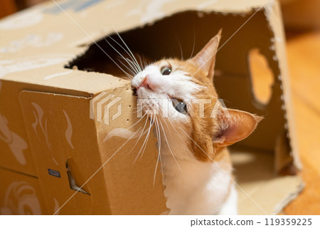 Cat in a cardboard box, brown tabby and white Cat in a cardboard box, brown tabby and white 119359225