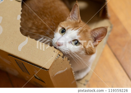 Cat in a cardboard box, brown tabby and white 119359226