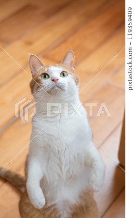 Cute cat standing up, brown tabby and white 119359409