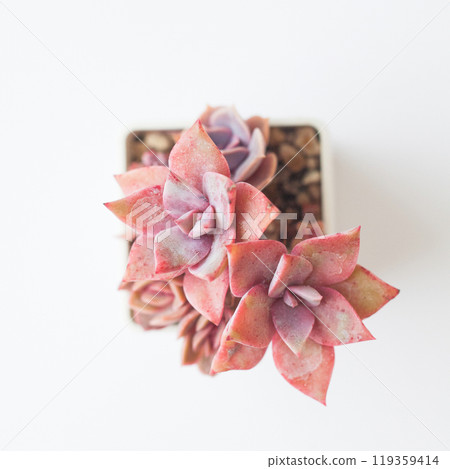 Red Korean Succulent Graptoveria Douglas Huth sp on white background Red Korean Succulent Graptoveria Douglas Huth sp on white background 119359414