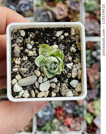 Small greenovia rose flower top view. Beautiful natural Succulent Plant Small greenovia rose flower top view. Beautiful natural Succulent Plant 119359418