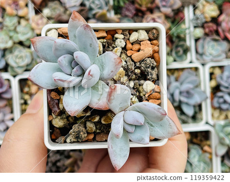 Graptoveria Powder Puff with pastel silver blue foliage Graptoveria Powder Puff with pastel silver blue foliage 119359422