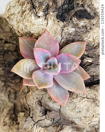 Succulent Graptoveria Douglas Huth on old wooden background 119359424