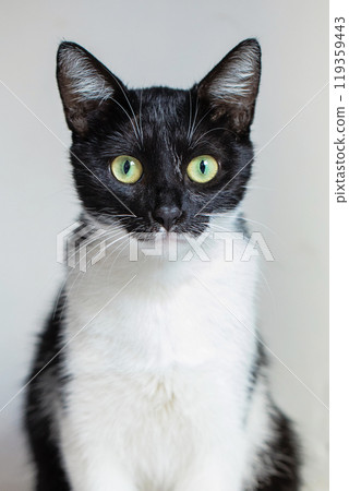 Black and white young cat looking at camera, portrait Black and white young cat looking at camera, portrait 119359443