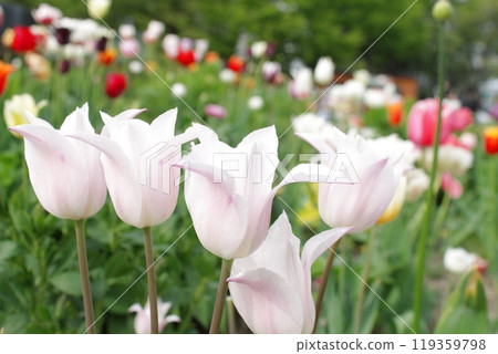 Pale pink tulips blooming in a flowerbed 119359798