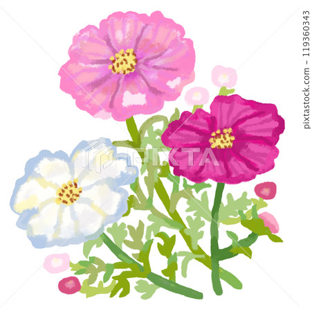 美麗的粉紅色和白色波斯菊 119360343