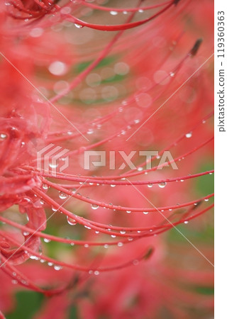 red spider lily red spider lily 119360363