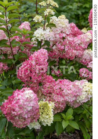 Hydrangea paniculata sort Fraise Melba hydrangea with pink flowers blooms in the garden in summer 119360430