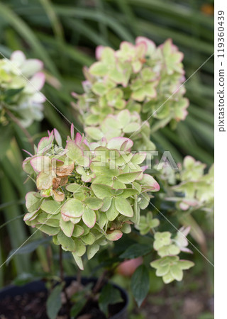 Beautiful flower of the paniculate hydrangea Metallica Beautiful flower of the paniculate hydrangea Metallica 119360439