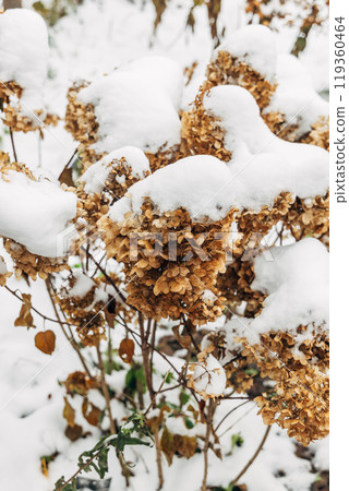 The withered inflorescences of a hydrangea are covered with snow. 119360464